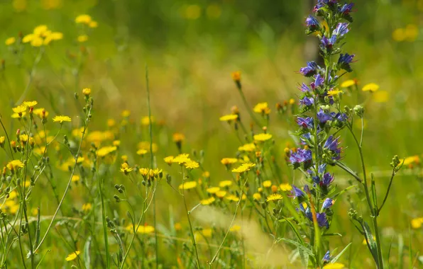 Flower, yellow, meadow