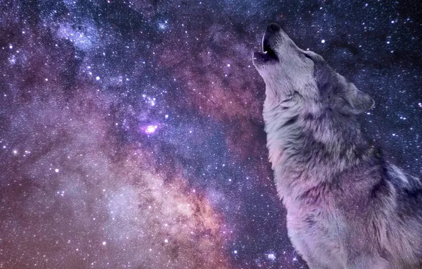 Картинка nature, art, snow, predator, face, animal, wolf, wildlife