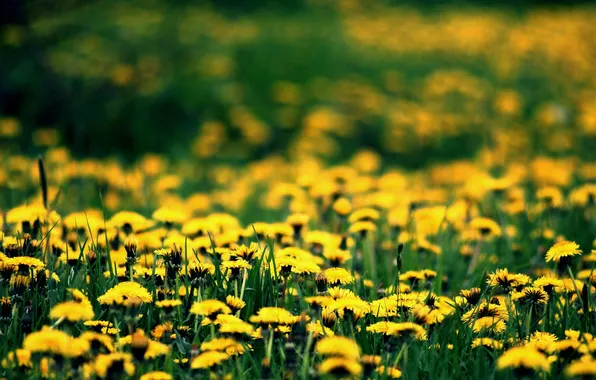 Картинка цветы, поляна, весна, желтые, одуванчики, цветение, spring