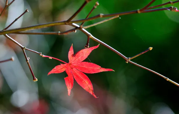 Осень, природа, лист, цвет, ветка