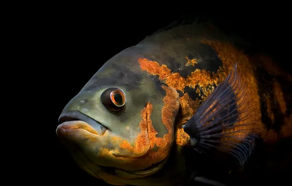 Взгляд, Южная Америка, Astronotus orbiculatus, Astronotus ocellatus zebra, Acara ocellatus, Глазчатый астронотус (оскар или цихлида-оскар, …