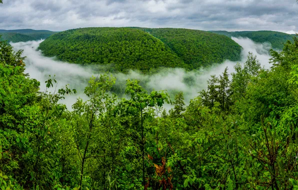 Картинка лес, туман, ущелье, Пенсильвания, Гранд-Каньон, Pennsylvania, Большой каньон Пенсильвании, Pine Creek Gorge