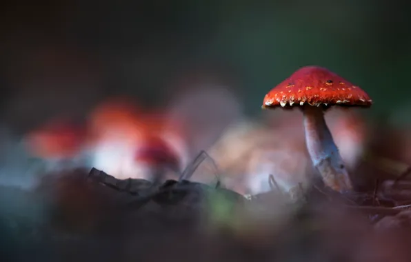 Фон, гриб, размытие, мухомор, боке, грибок