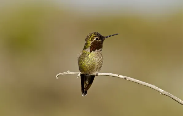 Глаза, ветка, клюв, колибри, eye, branch, hummingbird, beak