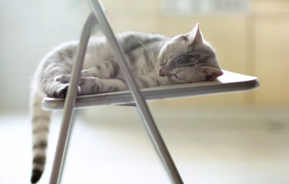 Кошка, отдых, стул