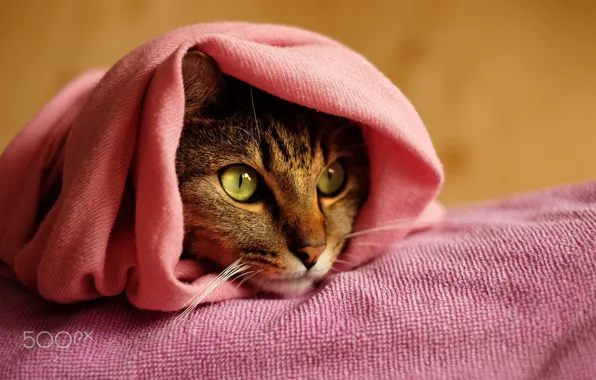 Картинка кошка, глаза, кот, полотенце