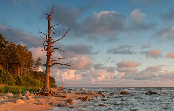 Дерево, берег, Балтийское море, Latvia
