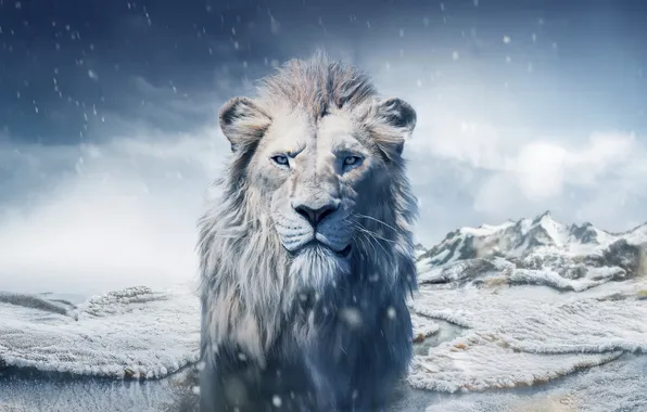 Зима, лев, король лев, Mufasa: The Lion King
