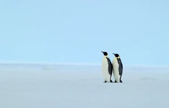 Зима, снег, пингвины