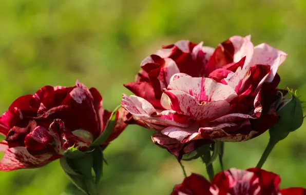 Rose, blooming, red-pink