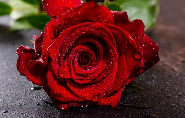 Картинка цветок, капли, крупный план, красный, роза, мокрая, бутон, боке