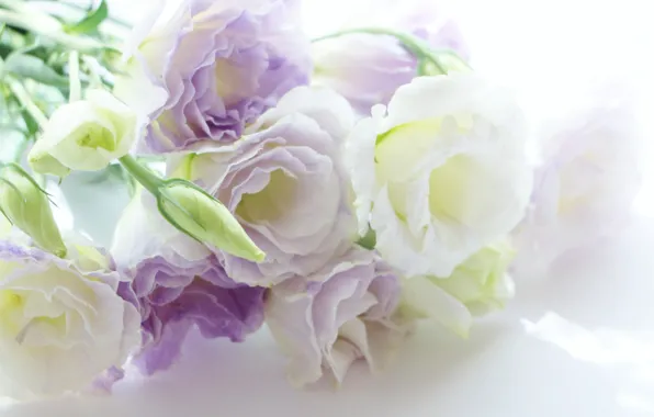 Цветы, фон, flowers, background, эустома, eustoma, бело-сиреневый