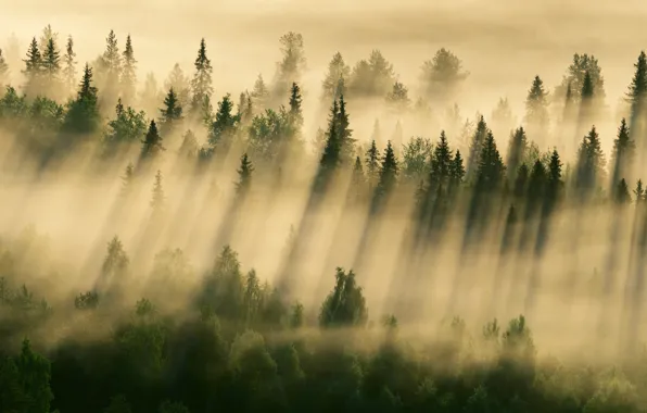 Лес, туман, утро