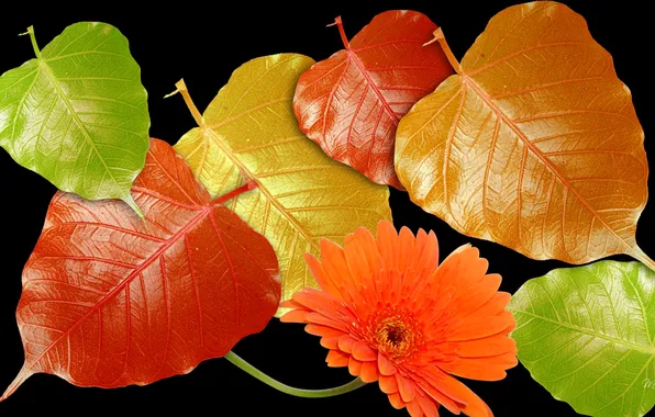 Картинка осень, цветок, листья, свет, блеск, лепестки