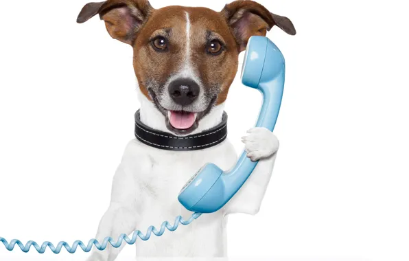 Собака, мордочка, телефон, dog, phone, Джек-рассел-терьер