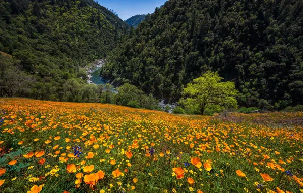 Картинка цветы, горы, река, маки, луг, Калифорния, ущелье, эшшольция