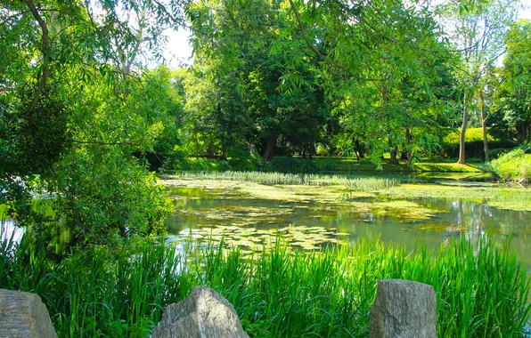 Trees, park, lake, pond