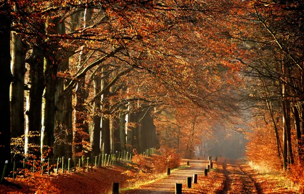 Деревья, туман, утро, Осень, дорожка, тропинка, autumn