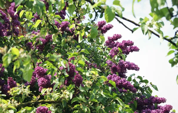 Фиолетовый, листья, дерево, сирень, tree, leaf, violet