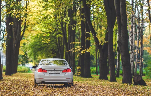 Картинка осень, листья, BMW, white, 5 series, F10