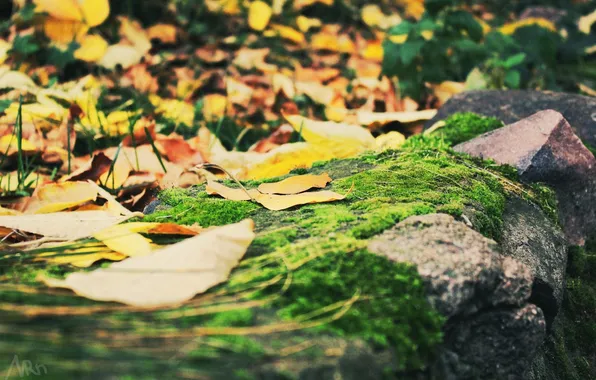 Картинка осень, листва, камень, мох