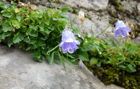 Austria, dewdrop, bluebell