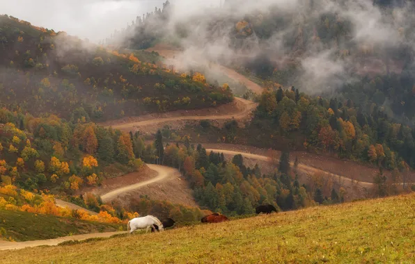 Осень, горы, кони, лошади