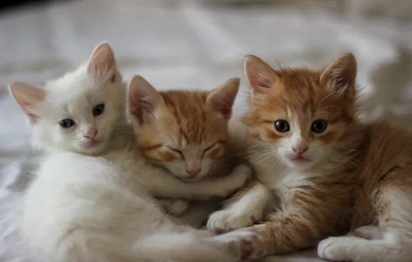 Котята, пушистики, трое