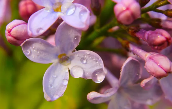 Flower, spring, lilac