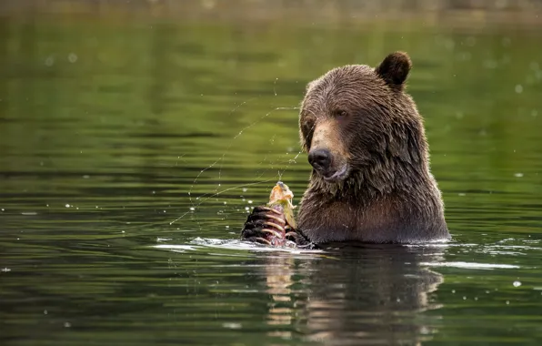 Морда, брызги, природа, поза, рыбалка, рыба, медведь, купание