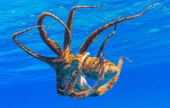 Море, вода, поза, осьминог, щупальца, подводный мир, под водой, голубой фон