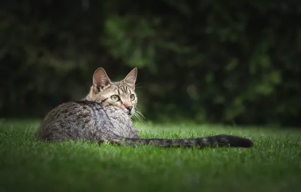 Кошка, трава, взгляд
