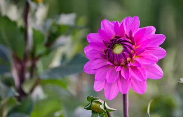 Картинка бутон, флора, георгин, flora, bud, розовый цветок, pink flower, dahlia