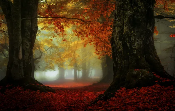 Картинка осень, деревья, туман