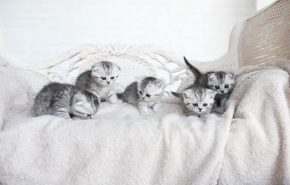 Котята, серые, выводок
