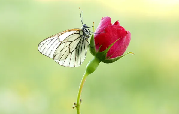 Бабочка, роза, белянка