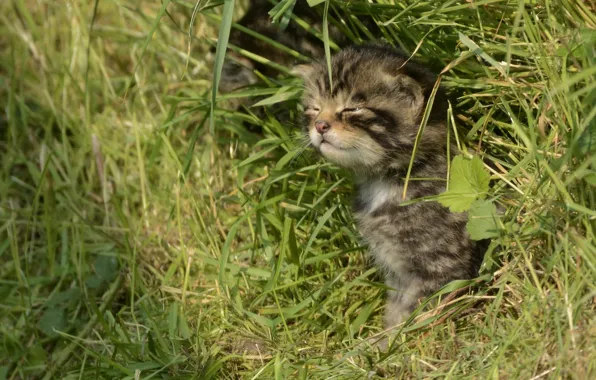 Картинка трава, котёнок, дикая кошка, Шотландская лесная кошка