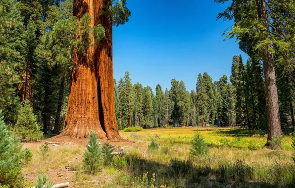 Картинка осень, лес, трава, солнце, деревья, США, опушка, Sequoia and Kings National Park