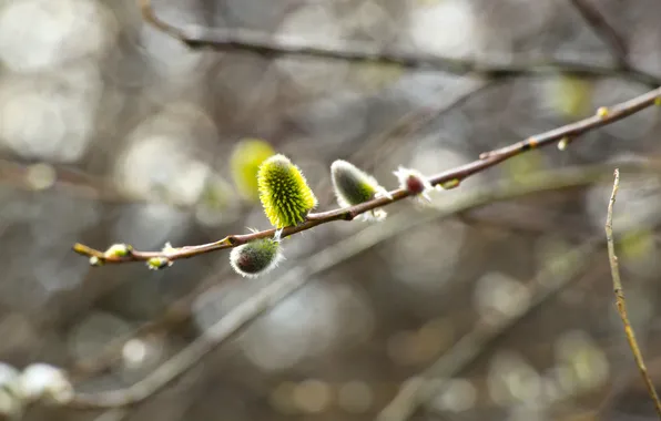 Spring, twig, base kitten