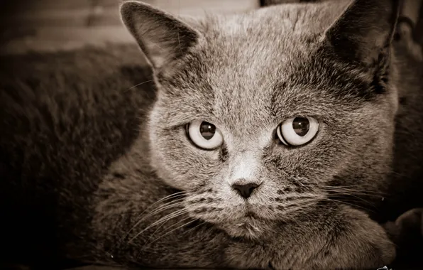 Животные, кот, британец