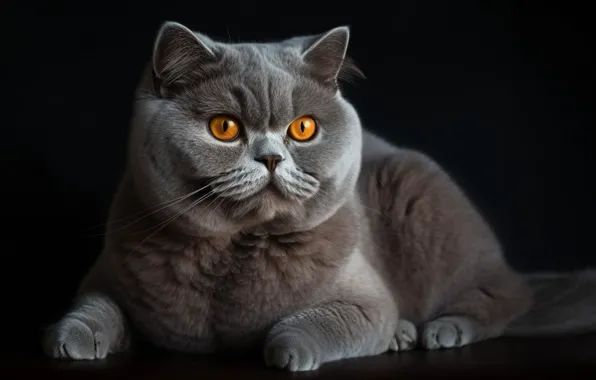 Кошка, кот, взгляд, поза, портрет, лапы, арт, лежит