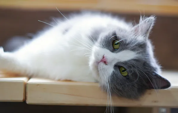Кошка, кот, взгляд, морда, котенок, портрет, размытие, лежит