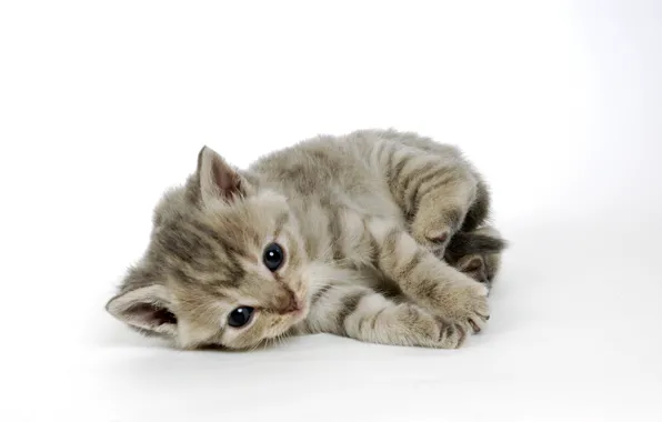 Кошка, взгляд, поза, котенок, серый, малыш, мордочка, белый фон