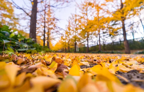 Картинка осень, лес, листья, деревья, парк, colorful, forest, landscape