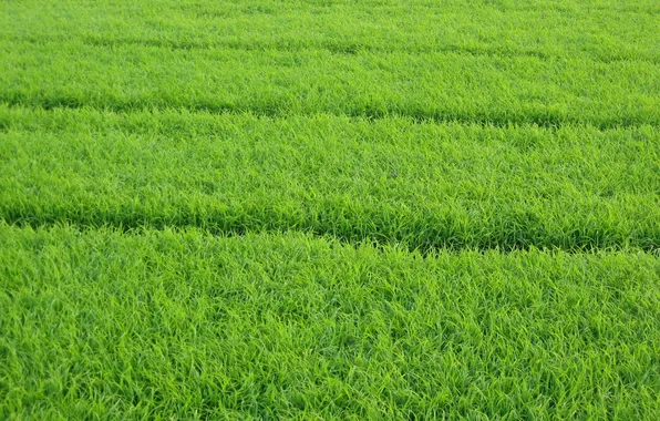 Зелень, трава, травка, сочность