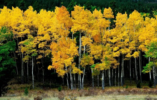Картинка forest, trees, yellow