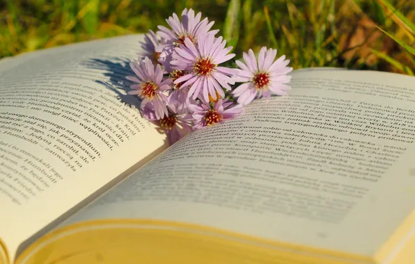 Flower, book, paper, aster