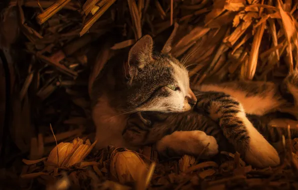 Кошка, взгляд, морда, кошки, котенок, малыш, сено, профиль