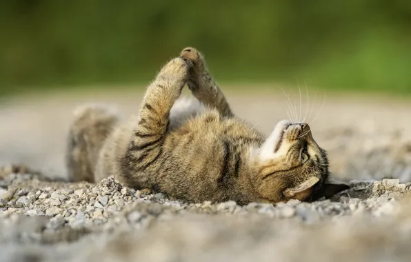 Картинка кошка, лапки, лежит