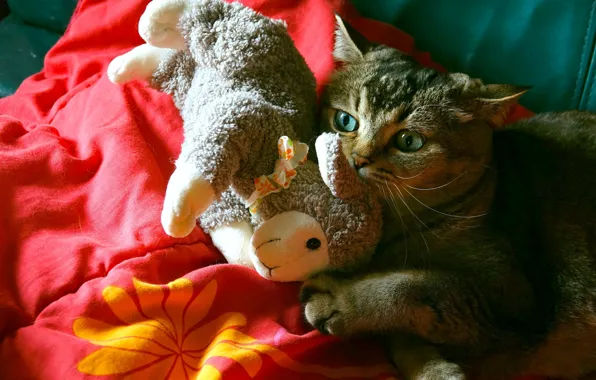 Картинка кошка, кот, свет, красный, игрушка, игра, покрывало, постель